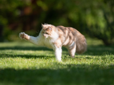 Cat ID Tag or Microchip: Does Your Cat Need Both?