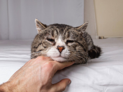 Is Your Cat Home Alone More This Summer? Signs of Cat Separation Anxiety and Wha