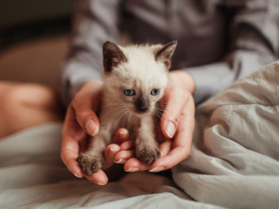 Kitten Essentials: Your New Kitten Checklist for a Calm, Happy Start