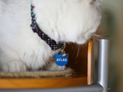 Keep Your Cat Safe with Engraved Tags: Why a Personalised Cat ID Tag is Essential