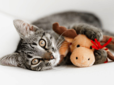 Purr-fect Portraits: How to Snap Adorable Holiday Pictures of your Cat